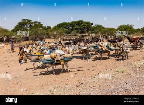 Caravane Des Nomades De Peul Avec Leurs Animaux Dans Le Sahel Du Niger