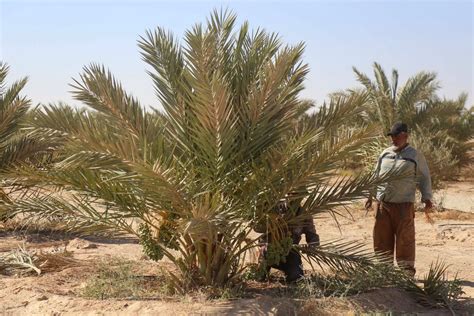 Date Palm Symbol Pride Of Iraq Al Mayadeen English