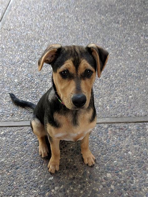 Here is where you will find information about adopting a pet, finding a lost pet, how to license your dog or horse, animal vaccinations, spay/neuter information. Meet Brandy - Chicagoland Dog Rescue