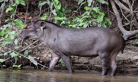 Below you can find a complete list of south american animals. Tropical Rainforest Animals - WorldAtlas.com