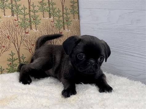 Pug Pugs For Sale Near Me Dogs For Sale Price