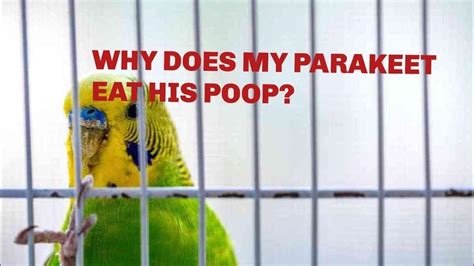 Why Does My Parakeet Eat His Poop Pets Get Your New Merchandise Link