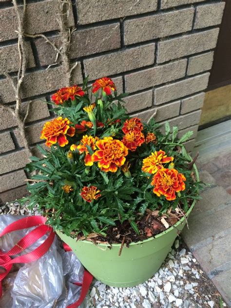 Pot Of Marigolds By Our Front Door Makes A Barrier Mosquitoes Dont