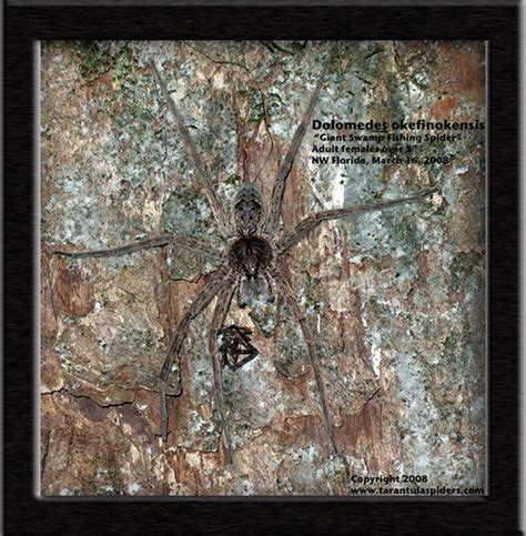 Dolomedes Okefinokensis Giant Swamp Fishing Spider