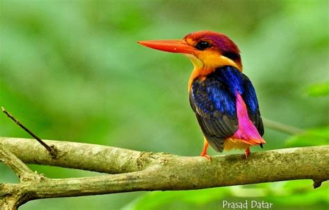 12 Species Of Kingfishers Found In The Indian Subcontinent