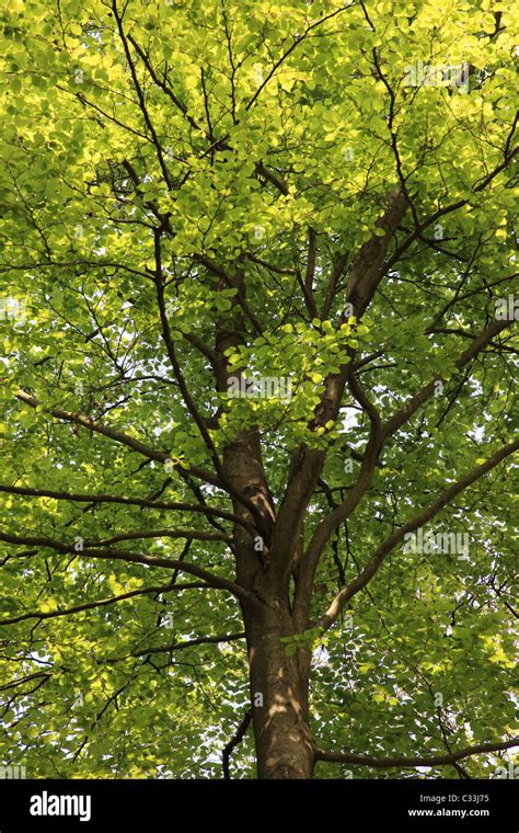 Beech Tree Canopy In Spring Stock Photo Alamy