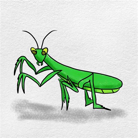 Praying Mantis Drawing Roney Youstaired