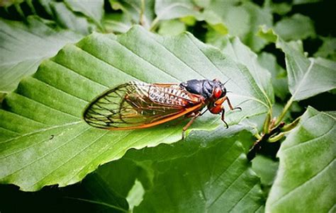 Cicada sound cicadas noise the sound of cicadas. A brood of periodical cicadas, noisy insects that breed ...