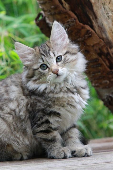 All About Norwegian Forest Cat Kittens