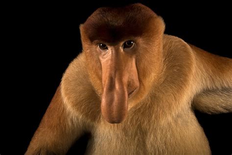 Proboscis Monkey Becomes National Geographic Photo Arks 6000th Species