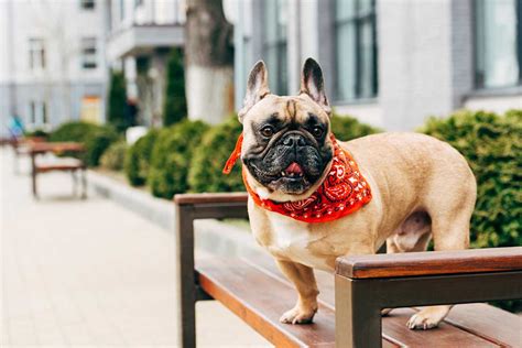 Voici les 8 races de chien qui ont le plus tendance à fuguer Animal ch