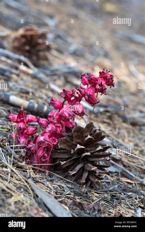 Snow Plant Sarcodes Sanguinea Parasitic Plant Which Grows In Conifer