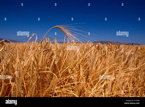 A Golden Wheat Ear Stands Out Against The Blue Summer Sky In A Wheat