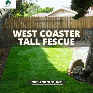 Best Tall Fescue Grass Seed For Southern California