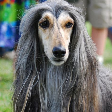long ear dog breeds dogearlifter