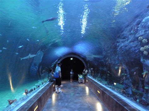 Ocean Explorer Shark Tunnel Zoochat