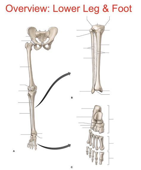 Overview Of Lower Leg And Foot Bones Diagram Quizlet