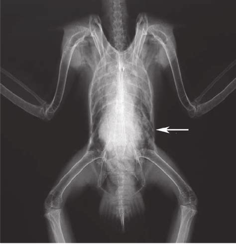 Ventrodorsal Radiographic View Of A New Zealand Falcon Showing An