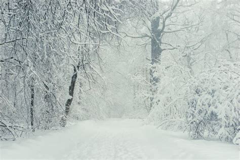 Winter Empty Forest During A Snowstorm Stock Image Image Of Weather