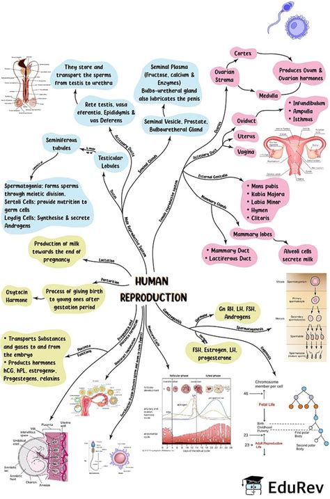 Mindmap Human Reproduction Notes Study Biology Class 12 Neet