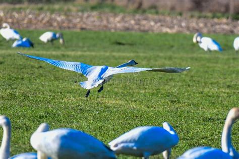 Trumpeter Swan In Flight Against Clear Blue Sky Stock Image Image Of