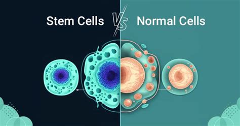 Stem Cells Vs Normal Cells Difference Between Stem Cells And Normal Cells