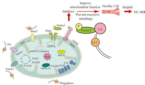Three Mechanisms Of Mitophagy And The Ways They Intervene In Treating