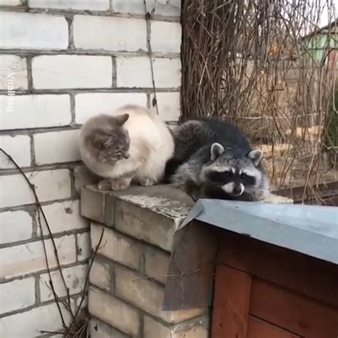 Raccoon And Cat