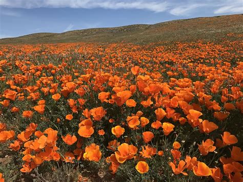 Free Download Orange California Poppy Field Mountain Field