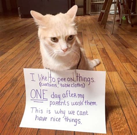10 Guilty Cats Only Pretending To Feel Bad About What They Did