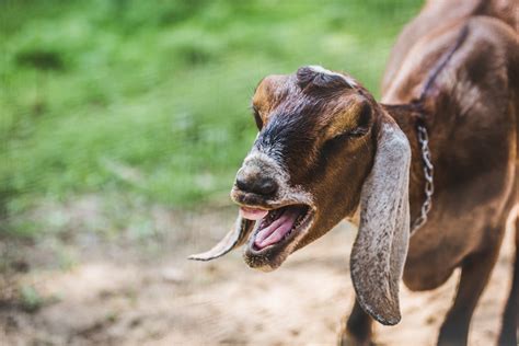 High Res Goat Laughing Picture — Free Images