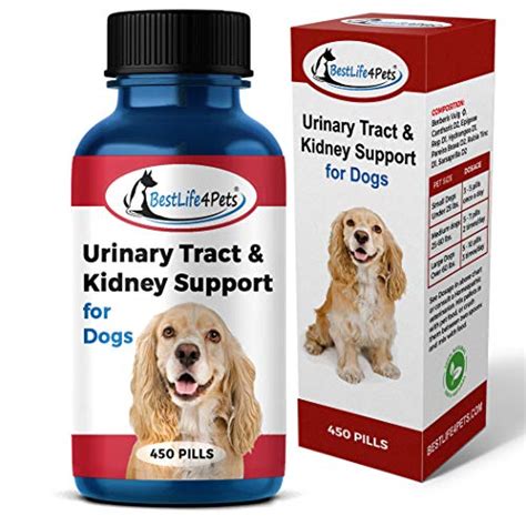 Top Natural Antibiotics For Dogs For 2020