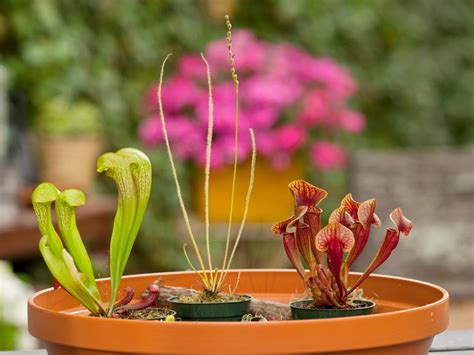 Maybe you would like to learn more about one of these? Carnivorous Plants make a Fun Garden for Kids | HGTV