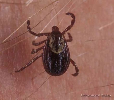 Ticks Spears Pest Control