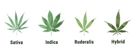 Cannabis Ruderalis Hybrid Plant