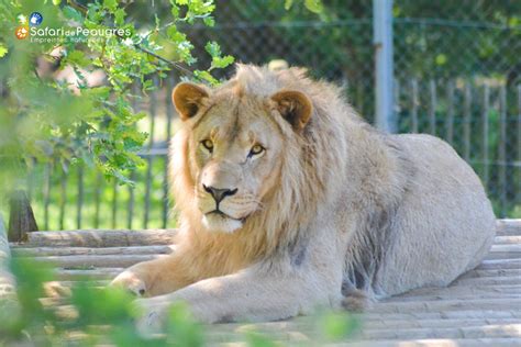 Lions are adapted for life in grasslands and mixed areas with trees and grass. Lion | Safari de Peaugres
