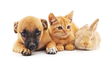 The Differences In Pet Grooming Cats Dogs And Rabbits Pet Grooming