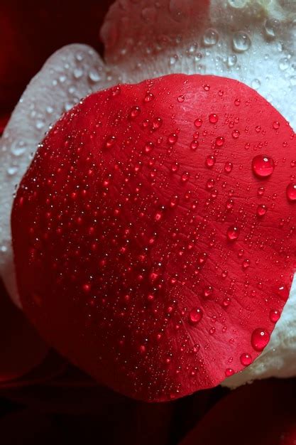Premium Photo Wet Close Up Macro Rose Petals Water Drops