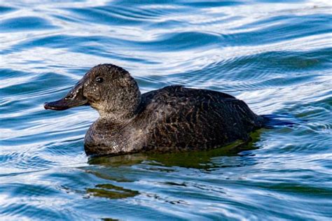 Aa Bird Photography Worldwideanatidaeducksgeeseblue Billed Duck