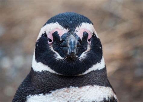 Natgeos Video Of Penguins Pecking Each Others Eyeballs Out Is Natural