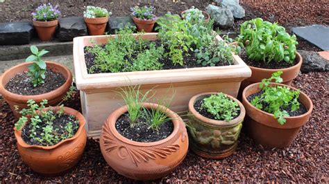 If you live in a cooler climate, grow rosemary in your kitchen garden as an annual or in a container to bring inside in winter. How to Plant a Culinary Herb Garden! DIY Kitchen Garden ...