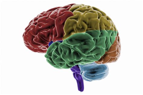 Frontal Lobes - Motor Cortex, Cognition, and Speech