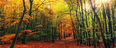 Download Wallpaper 2560x1080 Forest Trail Autumn Trees Leaves