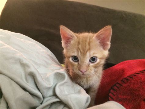 Orange Female Tabby Cat