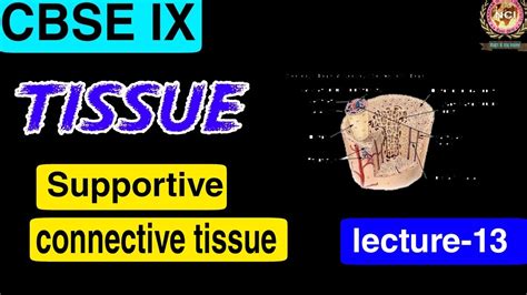 Lecture 13 Supportive Connective Tissue Fluid Connective Tissue