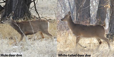 A Quick Guide To Differentiate Mule Deer From White Tailed Deer