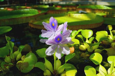 7 Most Delicately Beautiful Aquatic Flowers