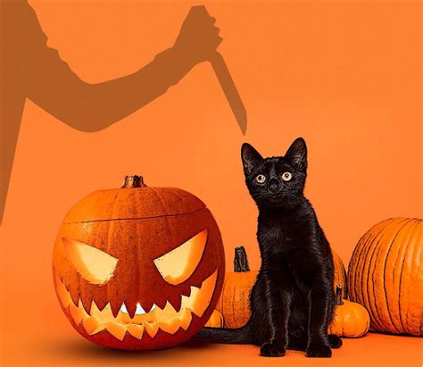 Halloween ¿existen Los Sacrificios Y Rituales Con Animales En Tucumán