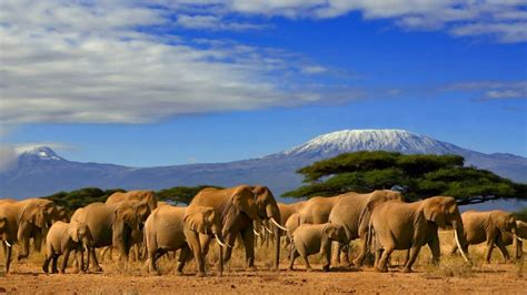 Best Kenya Tanzania Safari Tours