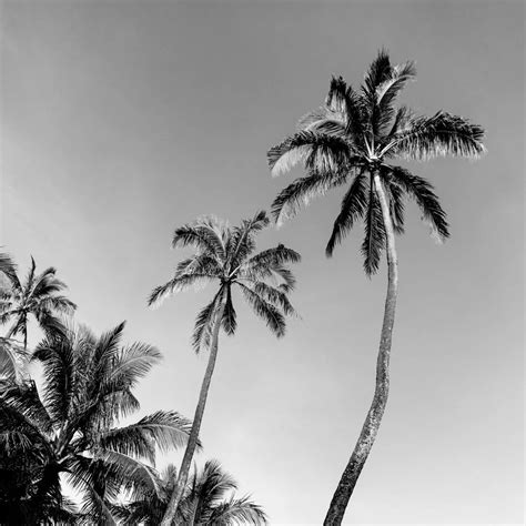 Black And White Wall Art Palm Trees Black And White Beach Photography
